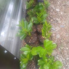 Laurel hedging