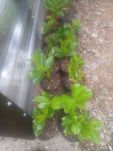 Laurel hedging