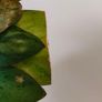 No.2 Philodendron Red Congo Dwarf Image 3
