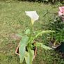 Plant Image 3