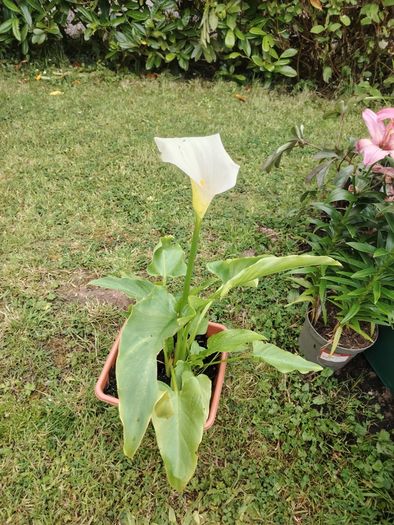 Plant