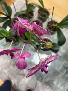 Orchids plants x8