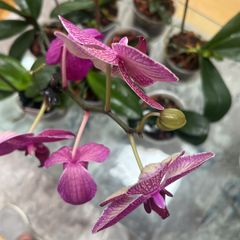 Orchids plants x8