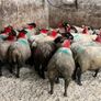 30 super Suffolk ewe lambs Image 7