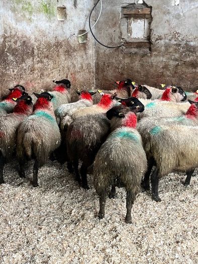 30 super Suffolk ewe lambs