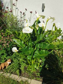 plants