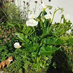 plants
