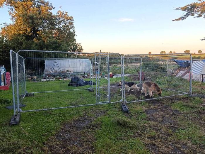 dog pen/ chicken run