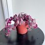 Callisia repens/ pink panther plant Image 2