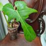 Philodendron Golden Dragon (Var. Revert to green) Image 3
