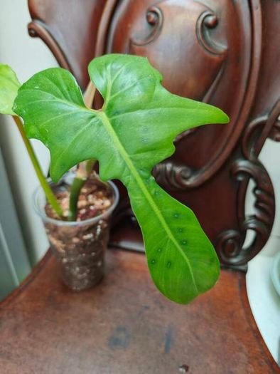 Philodendron Golden Dragon (Var. Revert to green)