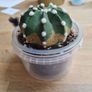 Easter Lily cactus Image 3