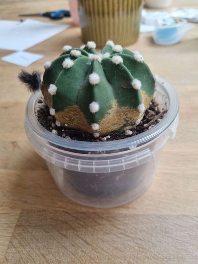 Easter Lily cactus