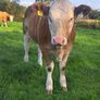 PBR Simmental heifer Image 5