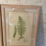Pair of Laura Ashley Framed Botanical Fern prints Image 2
