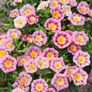 (C) Rose Ensign Seeds 2g (446944) Image 3