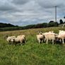 sheep Image 9