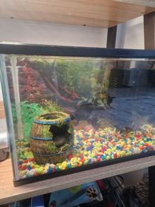 Fish tank with fishes and accesories.