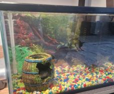 Fish tank with fishes and accesories.