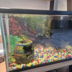 Fish tank with fishes and accesories.
