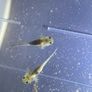 Premium Axolotl Juveniles Image 8