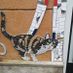 crazycatlady1224