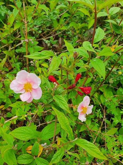 Shrubs, Garden Plants
