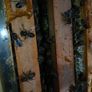 Bee family 240 each!!! and beehive national 2 floor for 200. Image 2