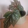 flowers begonia Image 2