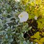 Plants and Shrubs Two euros Image 10
