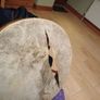 Bodhran repair Image 6