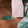 Giant White Bird of Paradise (Strelitzia Nicolai) Image 3