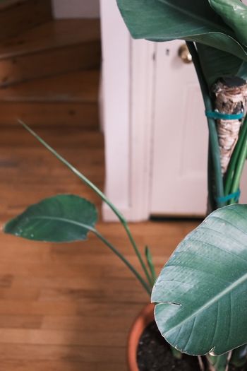 Large Houseplant Collection: 4 Monsteras, Rubber Tree & Giant Bird of Paradise