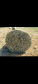 Hay for sale