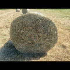 Hay for sale