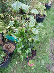 Plants