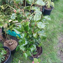 Plants