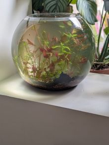 glass fish bowl