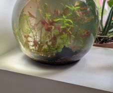 glass fish bowl