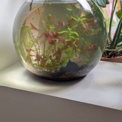 glass fish bowl