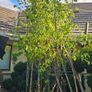 Very Large Trees 25euros Image 5