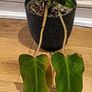 Philodendron Painted Lady - updated photos Image 9