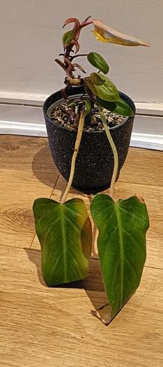 Philodendron Painted Lady - updated photos