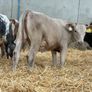 10 Continental Heifers - Image 7