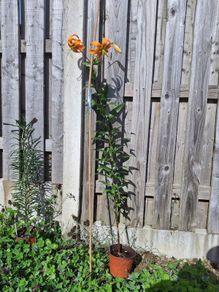 Tiger tree lily