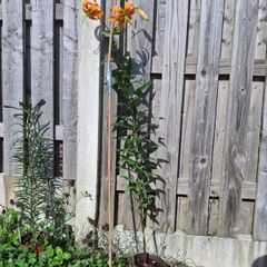 Tiger tree lily