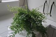Aeschynanthus Hybrid indoor plant