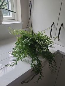Aeschynanthus Hybrid indoor plant
