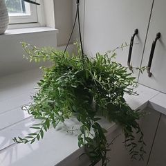 Aeschynanthus Hybrid indoor plant