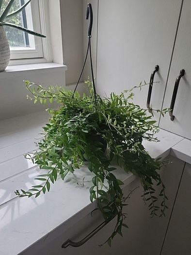 Aeschynanthus Hybrid indoor plant